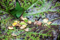 Blatt und Blätter: Herbstlicher Vergang 2