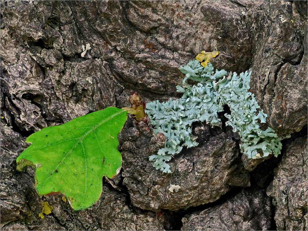 Blatt und Blattflechte...