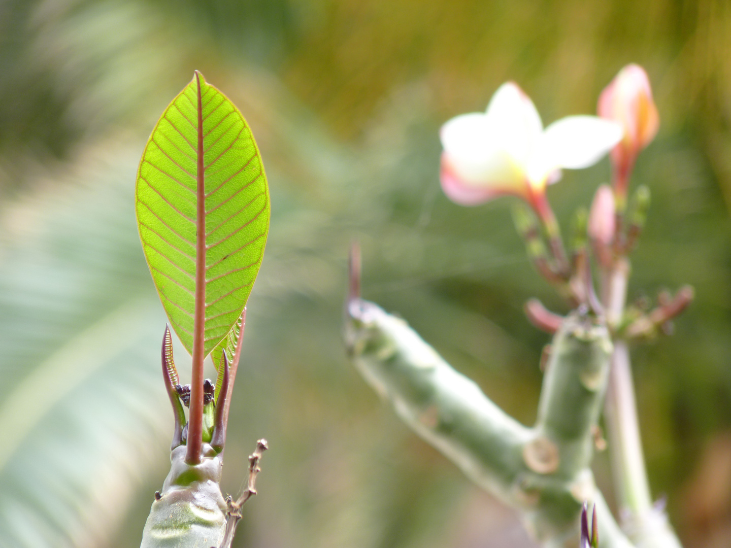 Blatt und Blüte