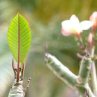 Blatt und Blüte