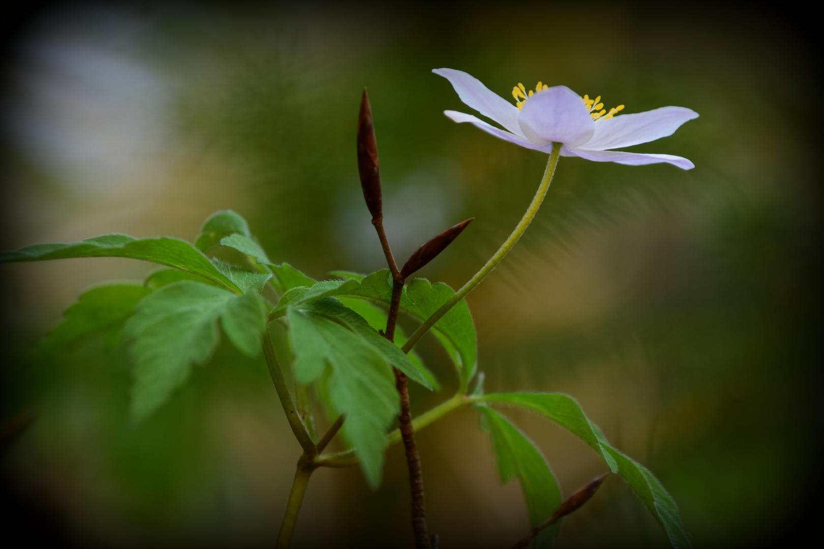 Blatt und Blüte