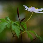 Blatt und Blüte