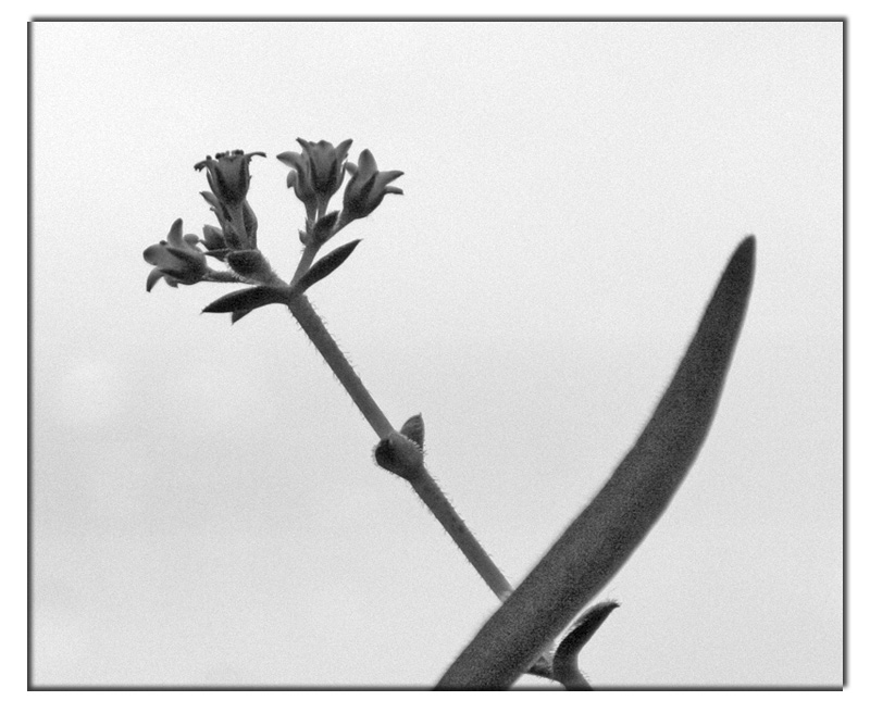 Blatt und Blüte