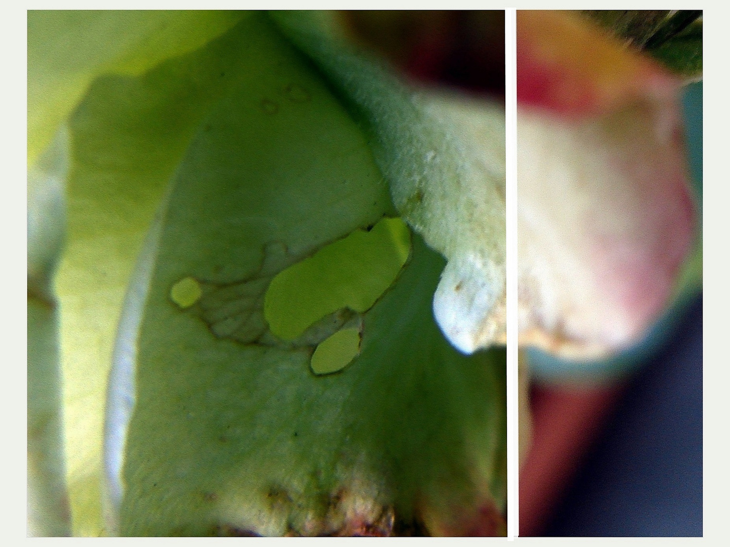 Blatt und Blüte