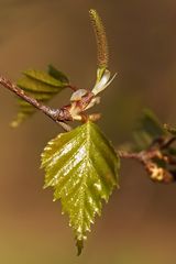 Blatt und Blüte