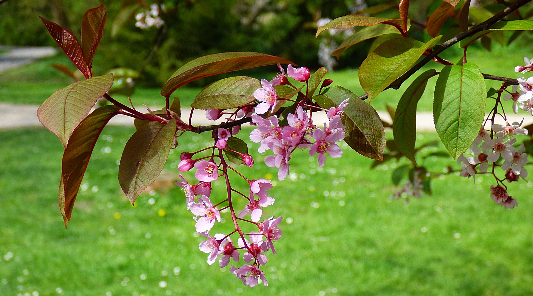 Blatt und Blüte . . .