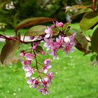 Blatt und Blüte . . .