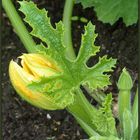 Blatt und Blüte