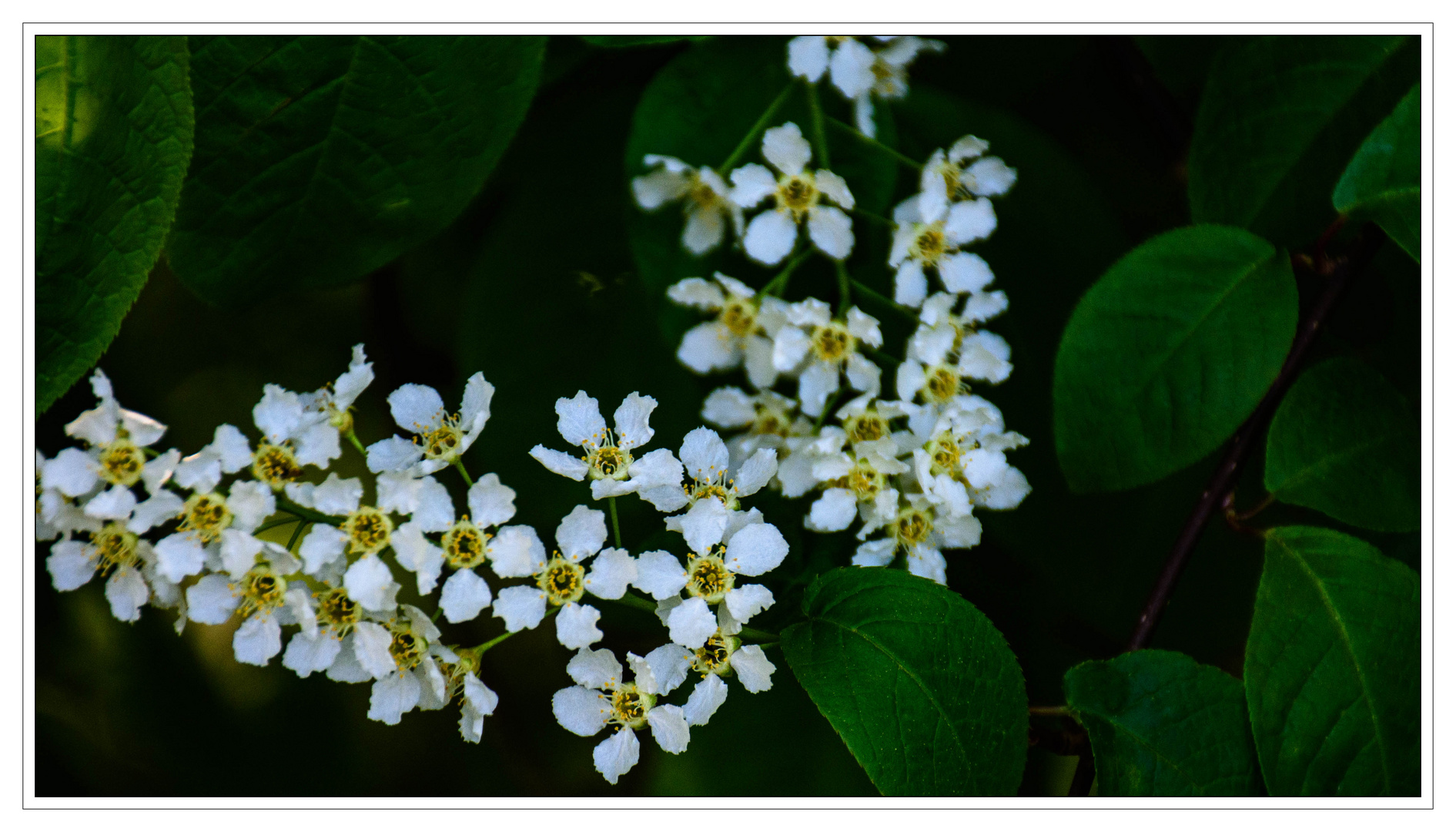 Blatt und Blüte