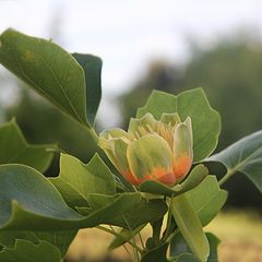 Blatt und Blüte des Tulpenbaumes