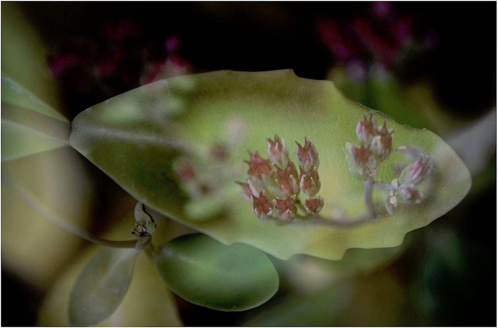 Blatt und Blüten