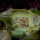 Blatt und Blüten