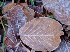 Blatt und Frost