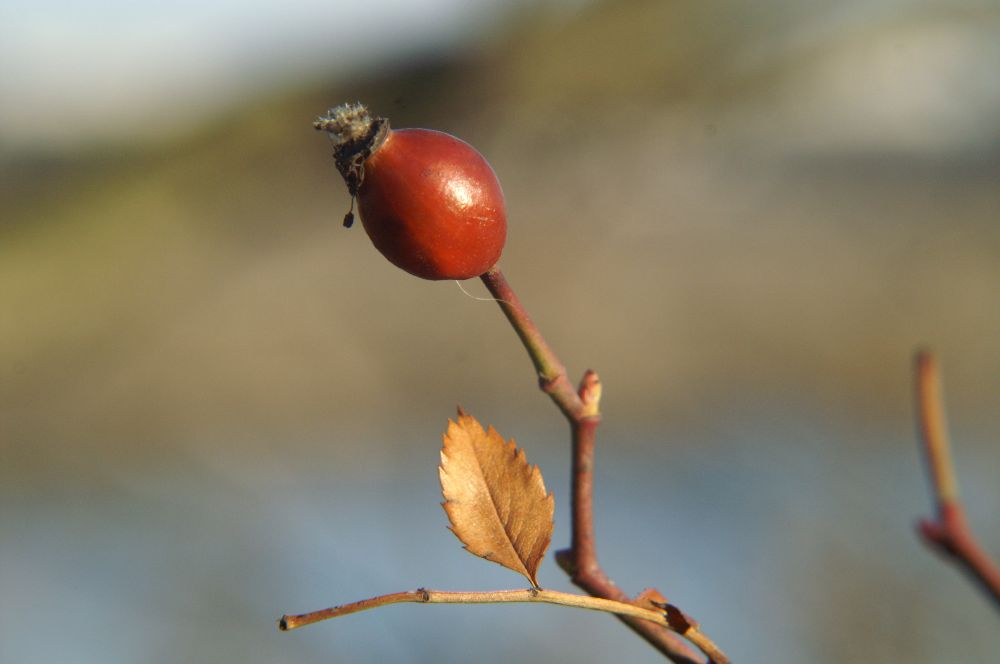 Blatt und Frucht