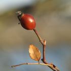 Blatt und Frucht