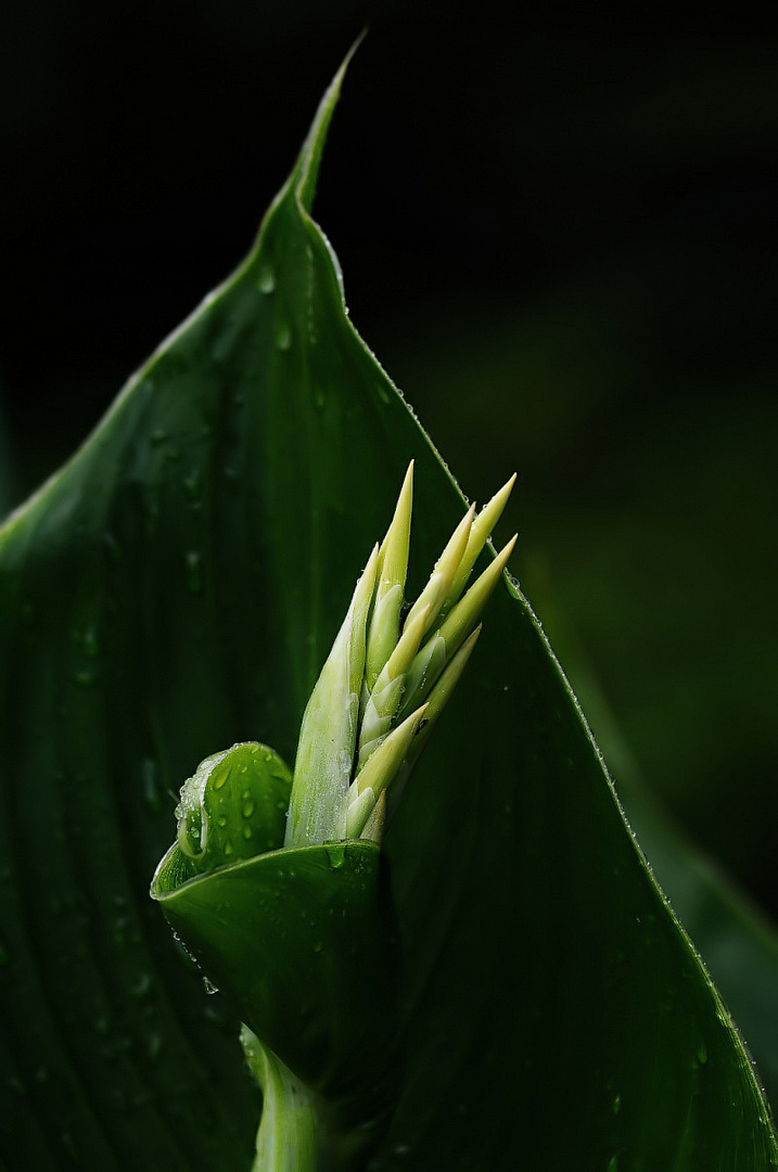 blatt und knospe