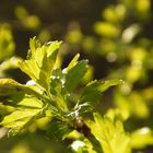 Blatt und Licht II