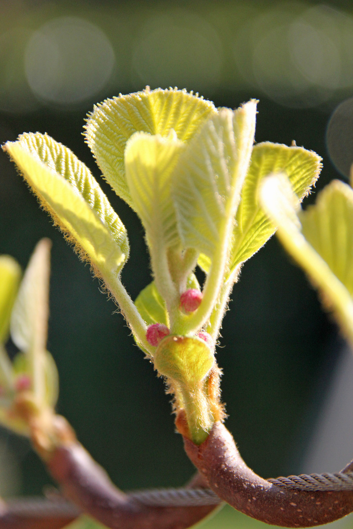 Blatt und Miniblüte