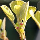 Blatt und Miniblüte