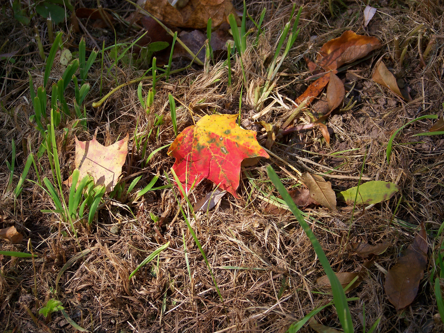 Blatt und Sonnenfleck