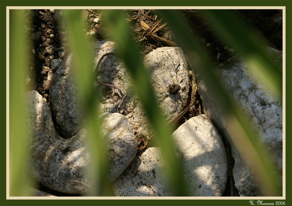 Blatt und Stein