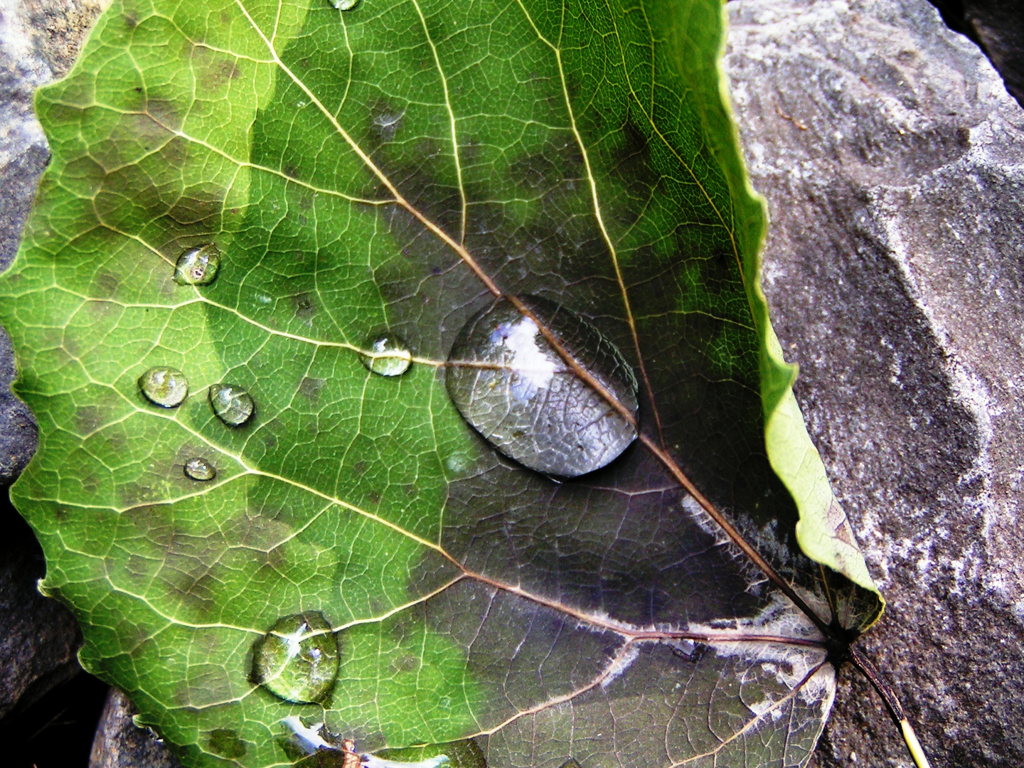 Blatt und Stein