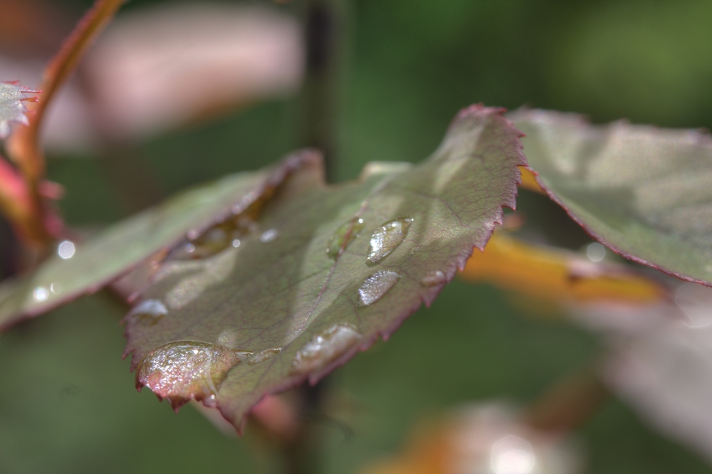 Blatt und Stil