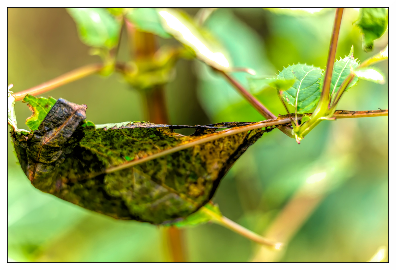 Blatt und Stil - Eine Impression