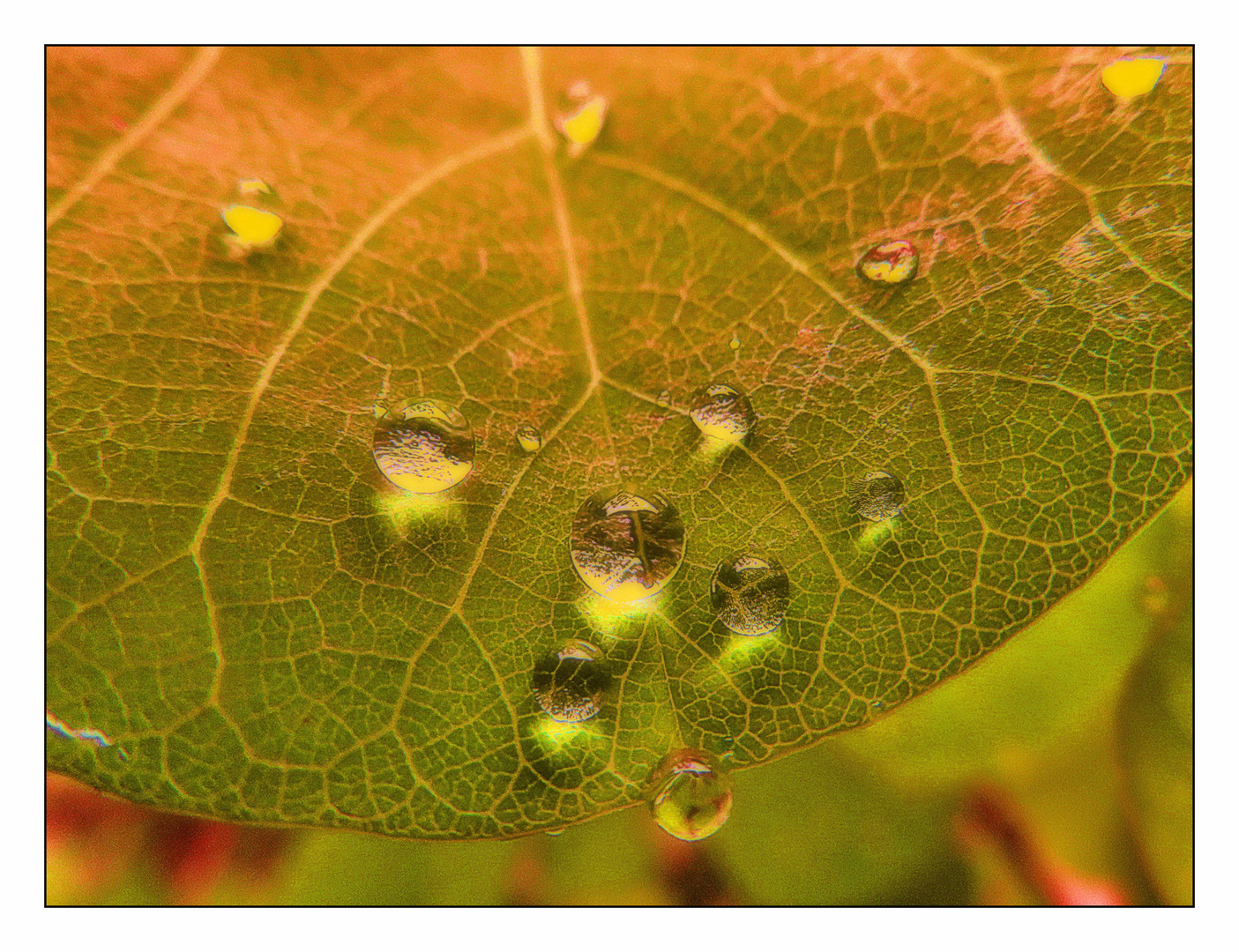 Blatt und Tropfen