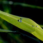 Blatt und Wasser