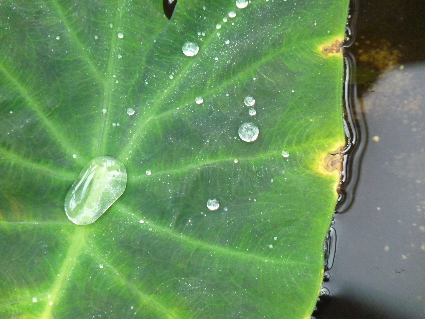 Blatt und Wasser