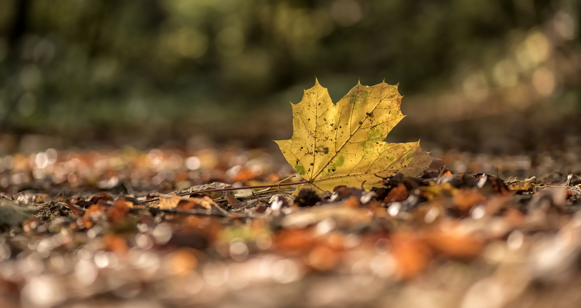 Blatt unter vielen