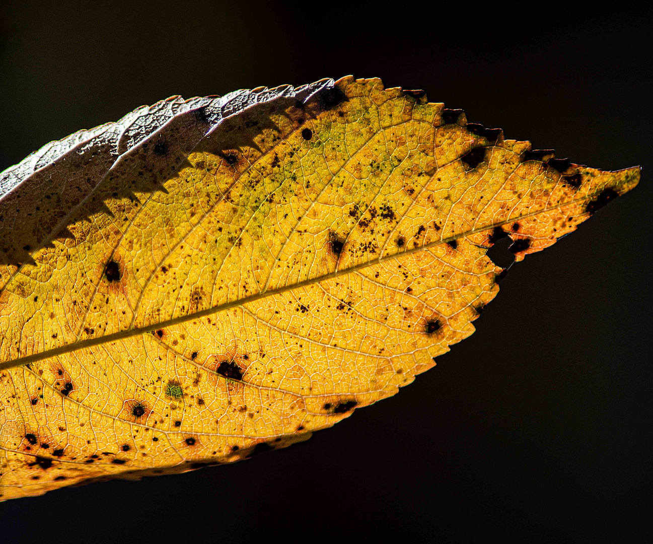 Blatt vom Kirschbaum