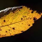 Blatt vom Kirschbaum