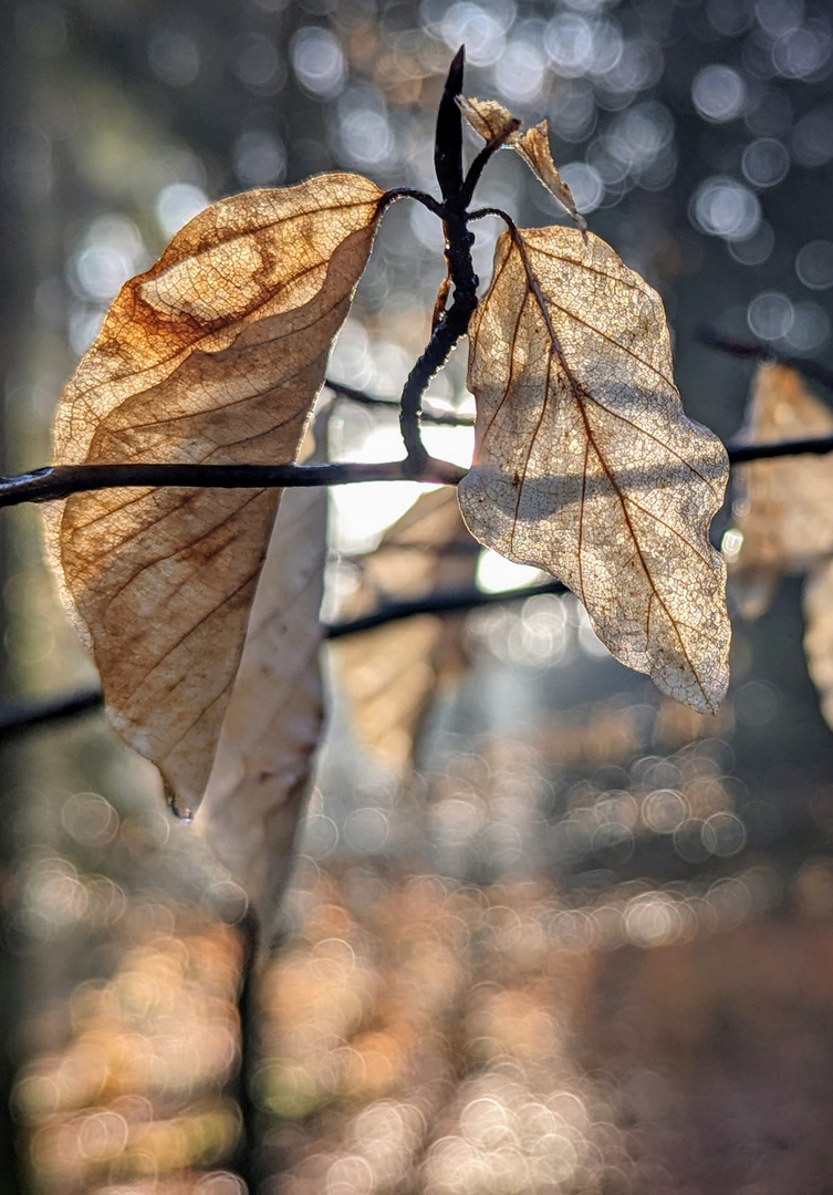 Blatt vom letzten Jahr