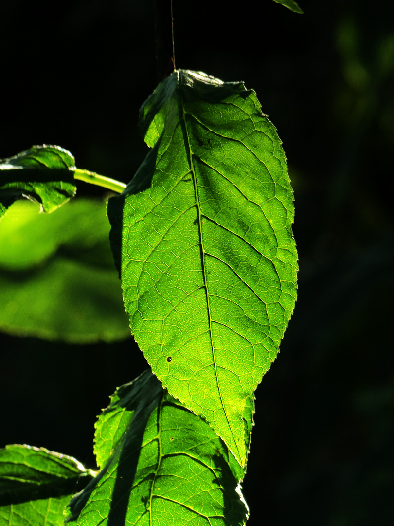 Blatt, vom Licht durchflutet 