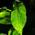 Blatt, vom Licht durchflutet 