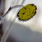 Blatt vom Morgenfrost eingefangen