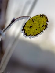 Blatt vom Morgenfrost eingefangen