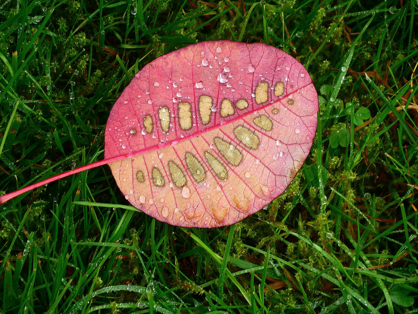 Blatt vom Perückenstrauch