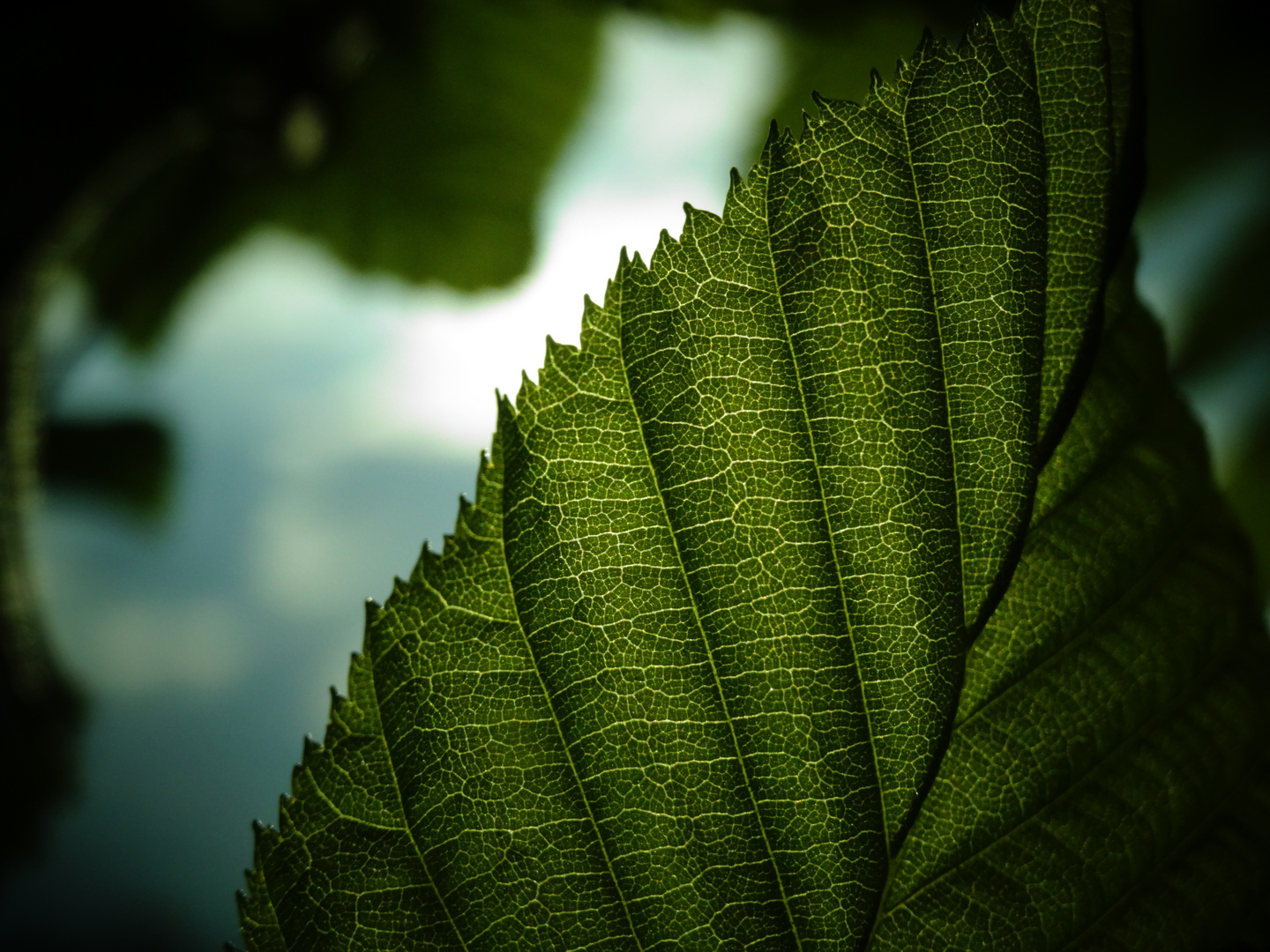 Blatt von Carpinus betulus im Gegenlicht