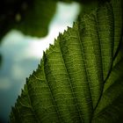 Blatt von Carpinus betulus im Gegenlicht