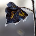 Blatt von Kälte und Frost gezeichnet