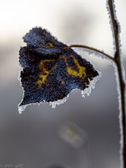 Blatt von Kälte und Frost gezeichnet