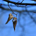 Blatt vor Blau