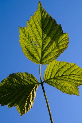 Blatt vor blauem Himmel