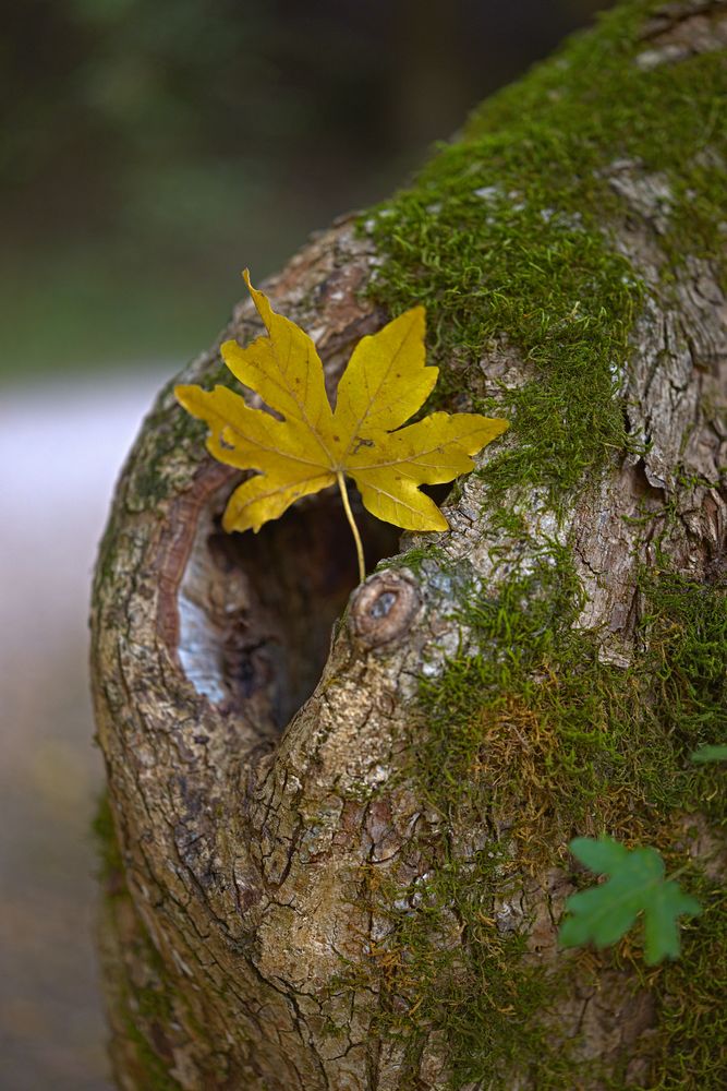 Blatt vor dem Boden gerettet.