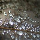 Blatt - Wasser