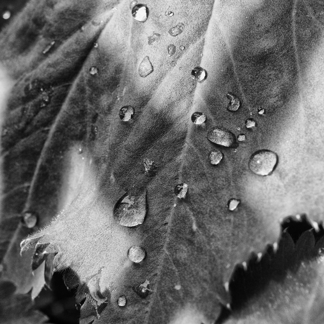 blatt - wasser - tropfen .