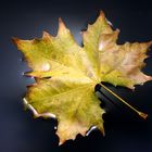 Blatt, Wasser und Licht